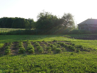 landscape with green grass