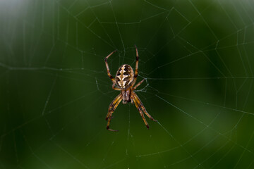 Close up macro click of male Araneus diadematus or European garden spider or Cross spider sitting in a spider web