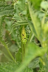 Puppe des  Tagpfauenauges (Inachis io,) mit parasitierenden Erzwespen