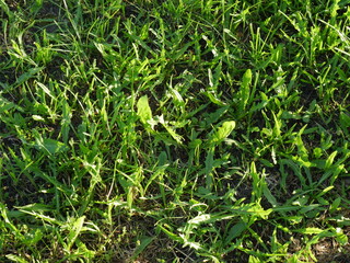 green grass in the garden