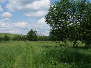 Fototapeta premium landscape with trees and blue sky