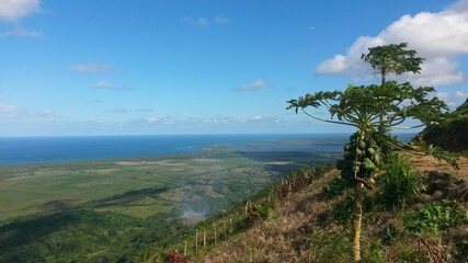 landscape with trees and blue sky