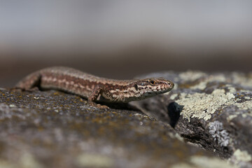 common wall lizard podarcis muralis Reptile Close up Portrait Clear