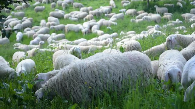 Pecore al pascolo