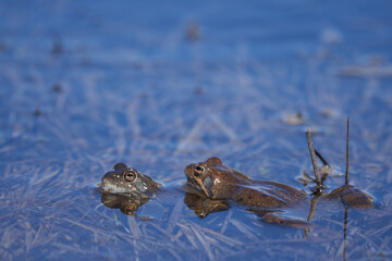Water frog Pelophylax and Bufo Bufo in mountain lake with beautiful reflection of eyes Spring Mating