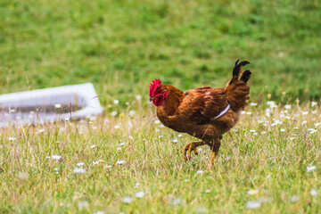 pretty brown hen walking and eating outdoors