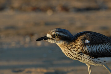 Bush Stone-curlew,  Burhinus grallarius,  on the beach at West Point, Magnetic Island, Queensland, Australia