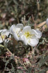 Waning silky white flowers of California Evening Primrose, Oenothera Californica, Onagraceae, native Perennial in the fringes on Yucca Valley, Southern Mojave Desert, Springtime.
