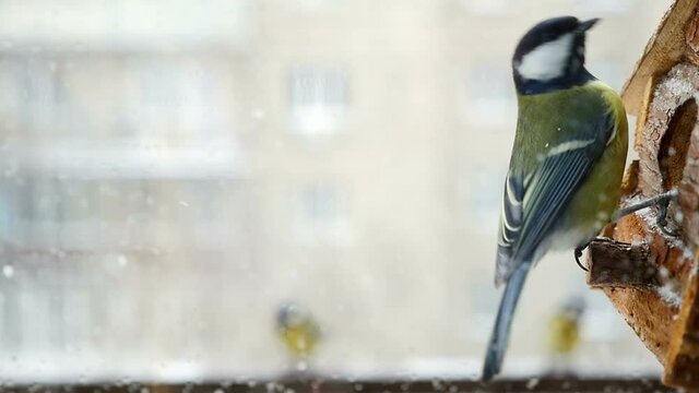 Winter chickadees at the trough