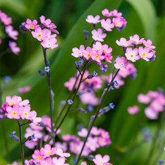 Pink flowers of forget-me-nots in springtime in garden.Closeup of Myosotis sylvatica, little pink flowers on a blurred background