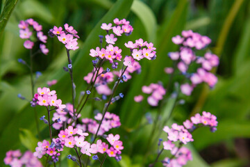 Pink flowers of forget-me-nots in springtime in garden.Closeup of Myosotis sylvatica, little pink flowers on a blurred background