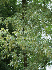 Acer negundo 'Variegatum' - Erable panach&eacute; 'variegata' ou &eacute;rable n&eacute;gundo panach&eacute; au feuillage oval vert panach&eacute; de cr&egrave;me aux fleurs en grappes pendantes jaune p&acirc;le et verd&acirc;tre