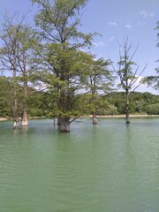 Fototapeta na wymiar Lake with cypress trees, in the spring.