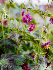 Purple and red flowers of Geranium phaeum Samobor in spring garden