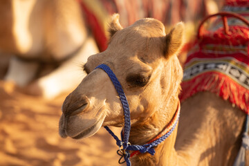Working camel used for tourist rides at a Desert Safari camp in the red dune desert near Dubai