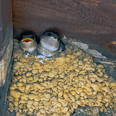 Common house martin (Delichon urbicum), sometimes called the northern house martin - nest with...