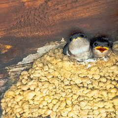 Common house martin (Delichon urbicum), sometimes called the northern house martin - nest with...