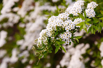 Blossom of Spirea nipponica Snowmound in springtime. White flowers of spirea in garden. Decorative flowering shrubs for landscape design