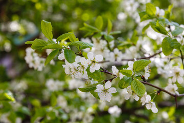 Blossom cherry branch in springtime. Flower of cherry in sunny day. Spring background.