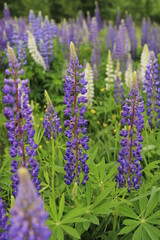 Obraz premium Lupine flowers in fields in June
