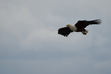 Fototapeta premium African Fish Sea Eagle Catching Fish Lake Hunting Haliaeetus vocifer