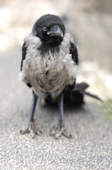 Young raven.  standing with legs apart. Funny chick. Close-up. Selective focus