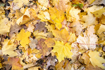 Close up of many fallen yellow leaves covering the ground in autumn park.