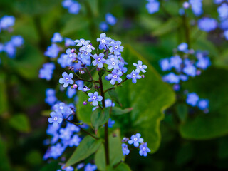Little blue Jack Frost flowers, also known as False Forget-me-not in springtime. Blue flowers of...