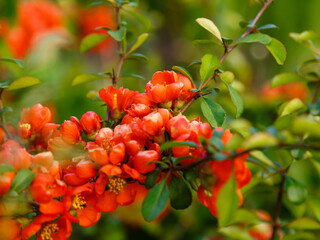 Flowering Quince 'Rubra' (Chaenomeles speciosa, syn. Chaenomeles lagenaria). Flowering ornamental shrubs in the spring garden. Decorative shrubs in landscape design.