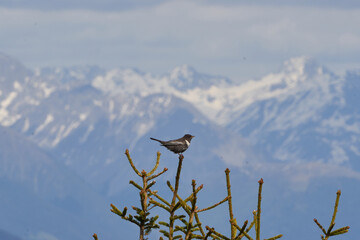  Ring ouzel Turdus torquatus Switzerland Swiss alps thrush family Turdidae.