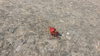 crab on the beach