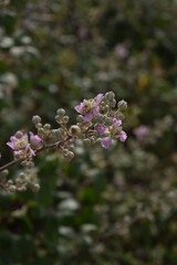 Lilac Flowers in the Garden