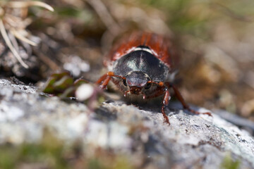 Cockchafer also called Maybug or doodlebug European beetle genus Melolontha family Scarabaeidae