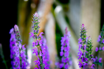 lavender flowers in the garden