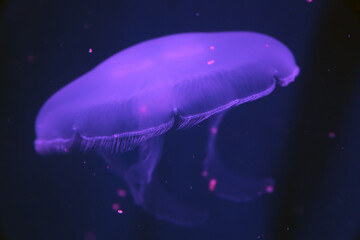 A delicate shape in this jellyfish