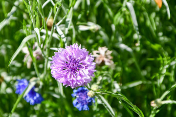 Sheepbit Flower in garden, Jasione Montana