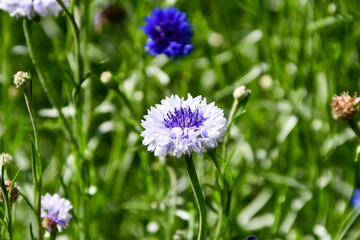 Sheepbit flower in a garden, Jasione Montana