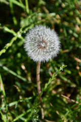 Dandelian blowball weed on lawn in spring or summer