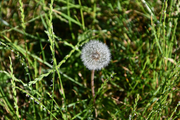 Dandelian blowball weed on lawn in spring or summer