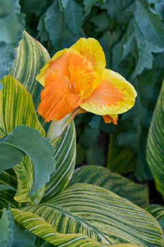 Exotic orange and yellow flower, Canna Pretoria