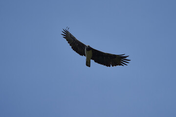 Martial eagle Polemaetus bellicosus large sub-Saharan Africa species of booted eagle subfamily Aquillinae