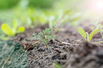 young crop of greenery on the garden plot, the concept of clean products