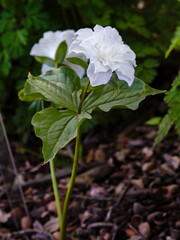 White flower of trillium grandiflorum, sort Flore Pleno