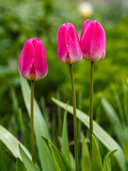 Purple tulip in spring garden. The cultivation of bulbous plants in the garden.