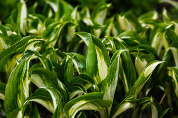 Natural green background. Green banner. Green texture from the leaf.