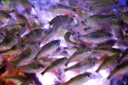 A shoal going up, looking for food