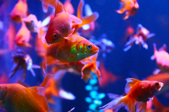 A tropical fish with a reddish hue