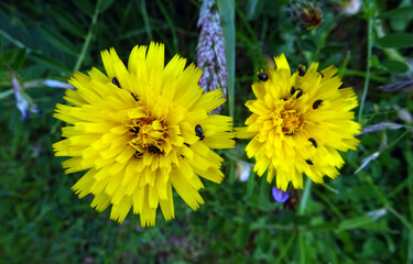 Fleurs jaunes et insectes