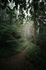 Fog and mist in a mysterious dark forest with light rays shining on the path.