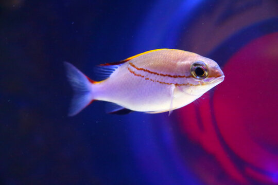 A small and delicate fish
